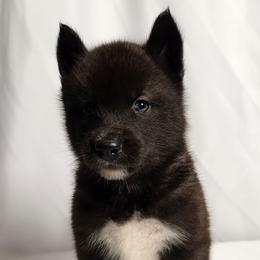 Hades - From Health Tested Parents - Agouti and white male Siberian Husky puppy in Los Angeles, California from Limitless Huskies