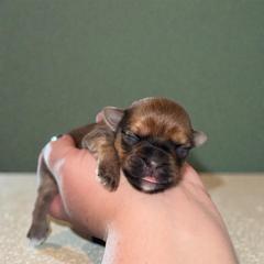 Edmond - Gold male Shorkie puppy in Midland, Texas from Southern Yorkie Pies