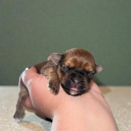 Edmond - Gold male Shorkie puppy in Midland, Texas from Southern Yorkie Pies