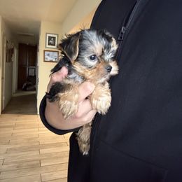 Boo - Black and gold male Yorkshire Terrier puppy in Phoenix, Arizona from De La Cruz Yorkies