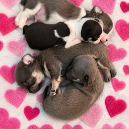 Cody - Blue and tan male Chihuahua puppy in Huntington Beach, California from Amy’s Chihuahuas
