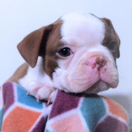 Baby Reba - Seal and white female Boston Terrier puppy in Kingsport, Tennessee from Sleepwalker Bostons