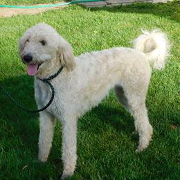 Cricket - Labradoodle