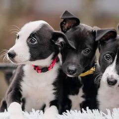Border Collies and Sporty Mixes from Vintage Border Collies
