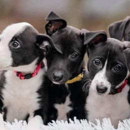 Border Collies and Sporty Mixes from Vintage Border Collies