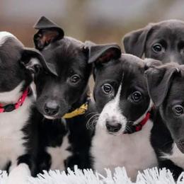 Border Collies and Sporty Mixes from Vintage Border Collies