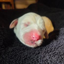 Perdita - pink - White and black female Dalmatian puppy in Palmer, Massachusetts from Delaney's Dalmatians 2