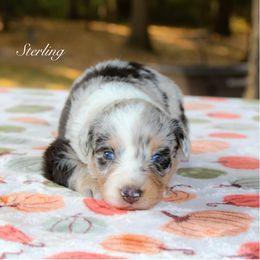 Sterling - Blue merle female Australian Shepherd puppy in Coldwater, Michigan from Northern Star Australian Shepherds