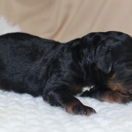 Atlas - Phantom male Goldendoodle puppy in Palmetto Bay, Florida from SOMIDOODLES