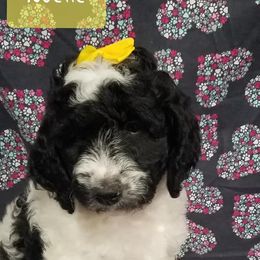 Bernedoodle, Goldendoodle, and Poodle Puppies from Granton Creek