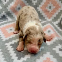 Foxglove - Red merle male Australian Shepherd puppy in Clover, South Carolina from Jo’s Aussies