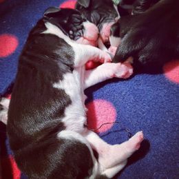 Great Dane Puppies from Dog in Mind Danes