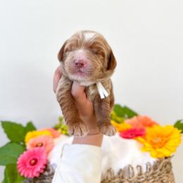 Bambi - Caramel male Australian Labradoodle puppy in Palmdale, California from Pixie Doodle Paws