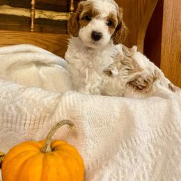 Hazel - Parti female Poodle puppy in Ephrata, Pennsylvania from Ella’s Cottage Poodles