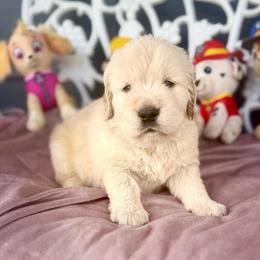 Skye - Light golden female Golden Retriever puppy in Oregon from Bliss Retrievers