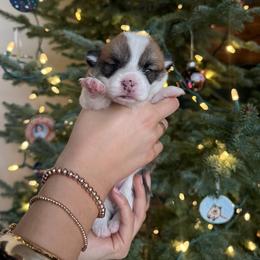 Girl 3 - Red female Pembroke Welsh Corgi puppy in Colbert, Washington from Siclair Crowns Corgis