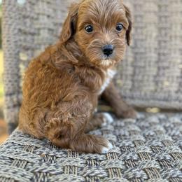 Jasmine - Red  female Goldendoodle puppy in Ashland, Kentucky from Still Waters Farm