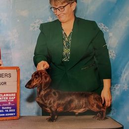 Styles - Dachshund