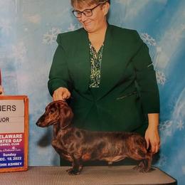 Styles - Dachshund