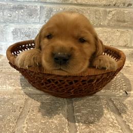 Golden Retriever Puppies from Teton View Golden Retrievers