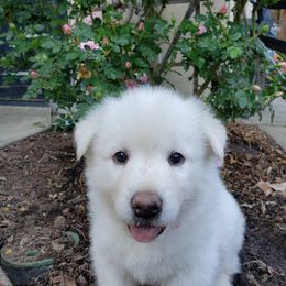 Alaskan Malamute Puppies from Sequoia Timber Malamutes