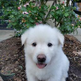Alaskan Malamute Puppies from Sequoia Timber Malamutes
