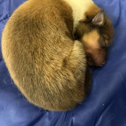 Jack - Sable and white male Collie puppy in Abilene, Texas from Regal Lassie's