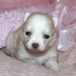 Honey - Merle female Pomsky puppy in Uintah County, Utah from Bingo's Wolfhounds, Lollipop Pomskies