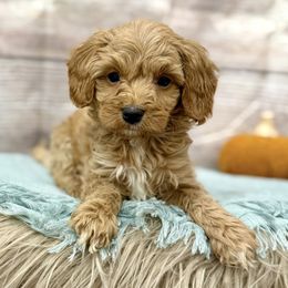 Harry - Brown male Cavapoo puppy in Logan, Utah from Mountain View Doodles