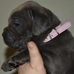 Pink - Gray female Cane Corso puppy in Sault Ste Marie, Michigan from Willow Creek Cane Corsos
