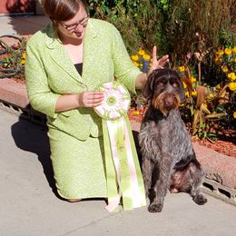 German Wirehaired Pointer All Grown Up from RnRwires