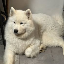 Azul - Samoyed