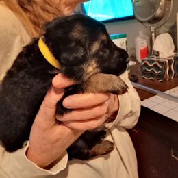 Girl2 yellow collar - Black and tan female German Shepherd puppy in Nye, Montana from Duke AKC Shepherds