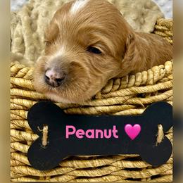 Peanut - Apricot female Australian Labradoodle puppy in Sacramento, California from Delta Breeze Labradoodles