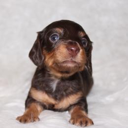 Chocolate and Tan Female - Chocolate and tan female Dachshund puppy in Lily, Kentucky from Little Acres Miniature Dachshunds
