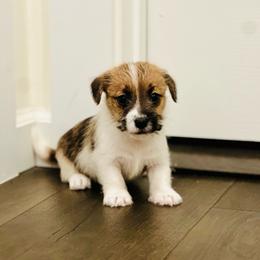 Samson - White and tan male Russell Terrier puppy in Lufkin, Texas from Dixie-Rose JRT