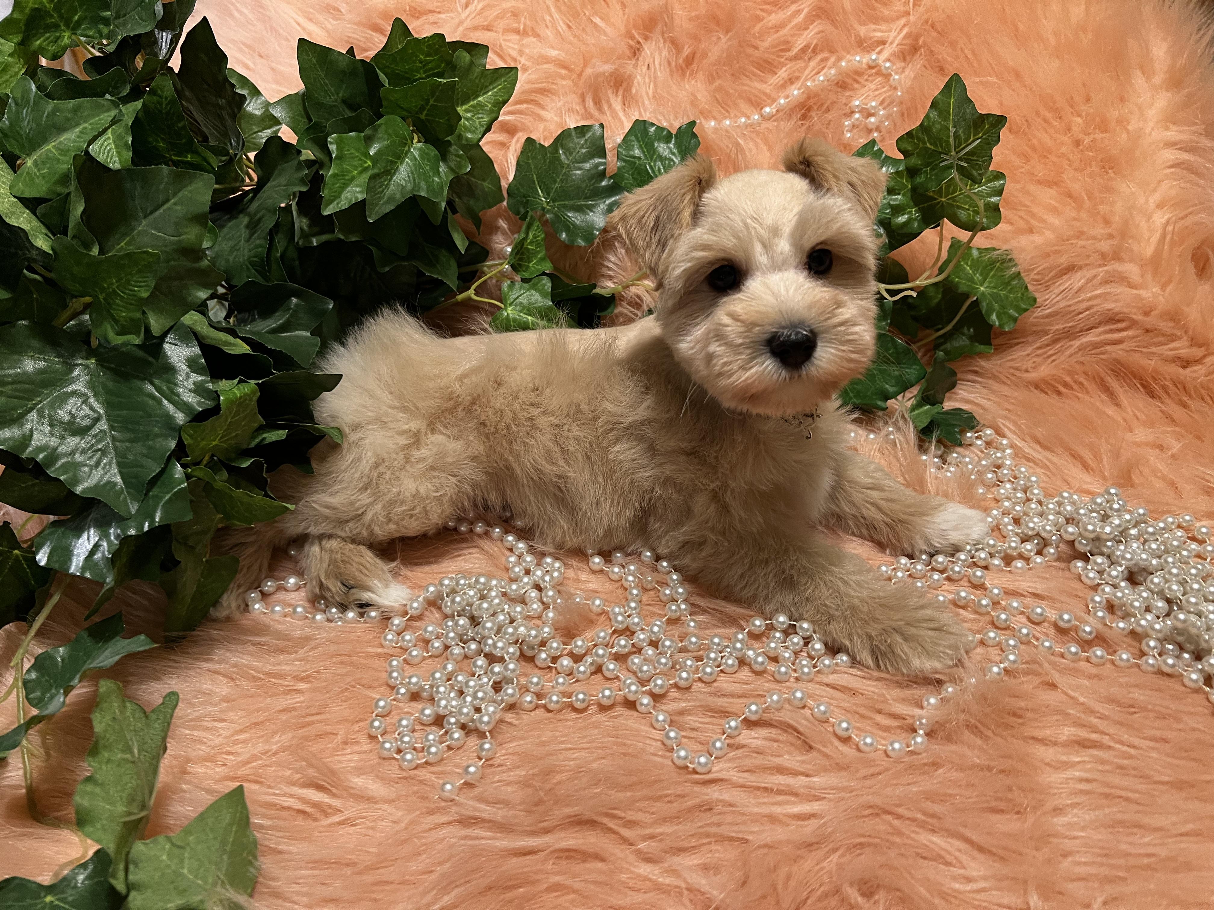 Sandi