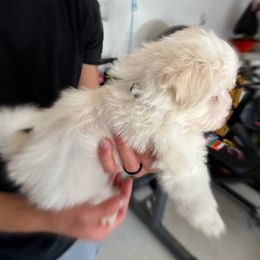Havanese Puppies from Havanese Puppies of the Northshore