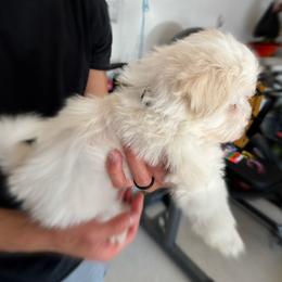 Havanese Puppies from Havanese Puppies of the Northshore