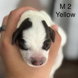 Boy 2 - male German Wirehaired Pointer puppy in Muncie, Indiana from Altitude Kennel