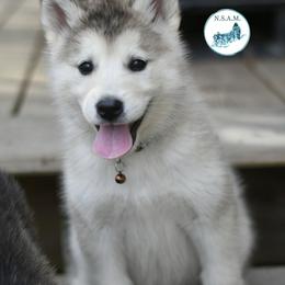 Morgan - Gray and white female Alaskan Malamute puppy in Kingston, Tennessee from North Shore Alaskan Malamutes