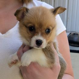 Girl 3 - Red female Pembroke Welsh Corgi puppy in Edinburgh, Indiana from J Bar M Corgis
