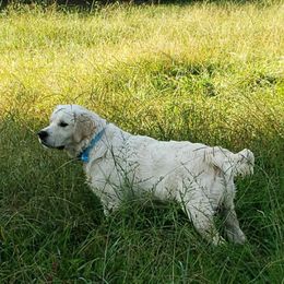 Cash - Golden Retriever