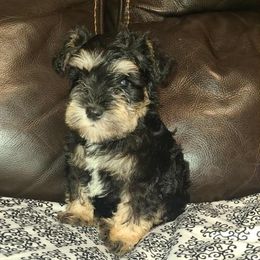 Brutus - Black and silver male Miniature Schnauzer puppy in Graham, Washington from Kristy's French Bulldogs & Mini Schnauzers