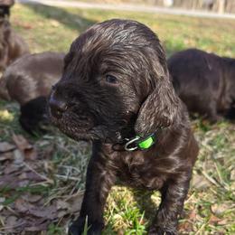 Green - Liver male Boykin Spaniel puppy in Midland, Michigan from Ives Heritage Homestead