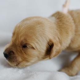 Rockette - Light Pink Collar - Dark golden female Golden Retriever puppy in Stockton, California from Golden Weenie Club