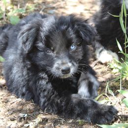 Australian Shepherd Puppies from Moss' Cross Creek Aussie’s