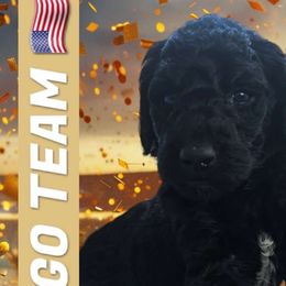 Prince William 'Fire Red King' - Poodle puppy from Rosa Red Standard Poodles