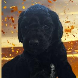 Prince William 'Fire Red King' - Poodle puppy from Rosa Red Standard Poodles