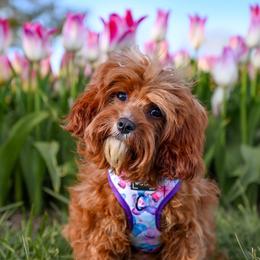 Porsha - Cavapoo